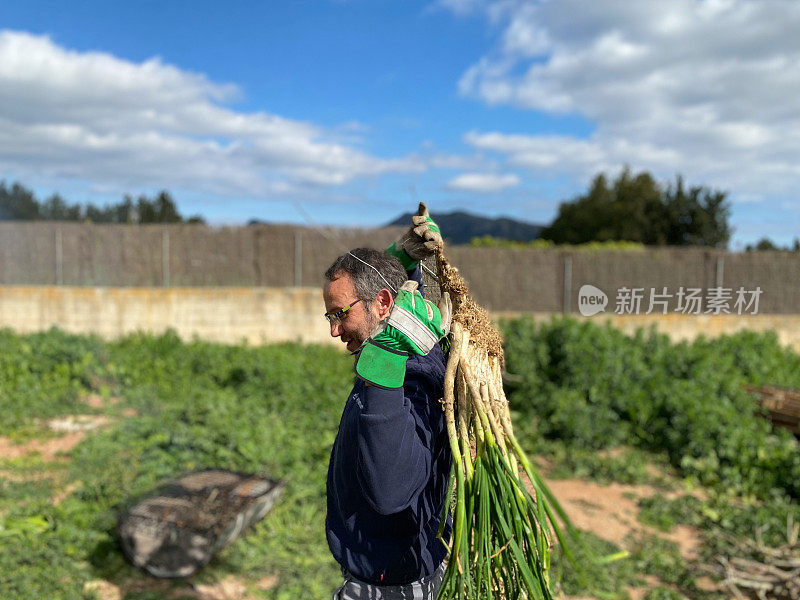 Man preparing  ‘calçots’ for grilling over a hot fire at home